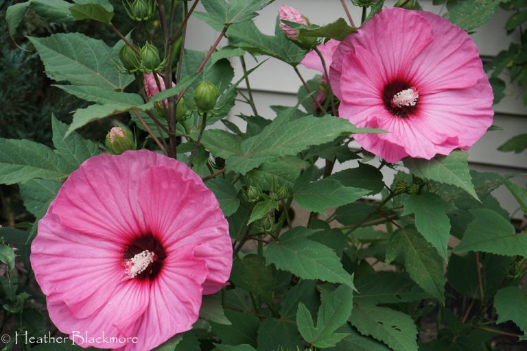 Candy Crush hibiscus