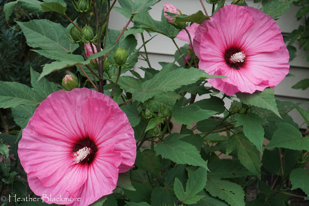 Candy Crush hibiscus