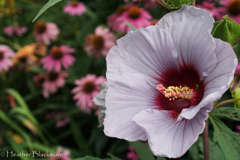 Cordon Bleu hibiscus