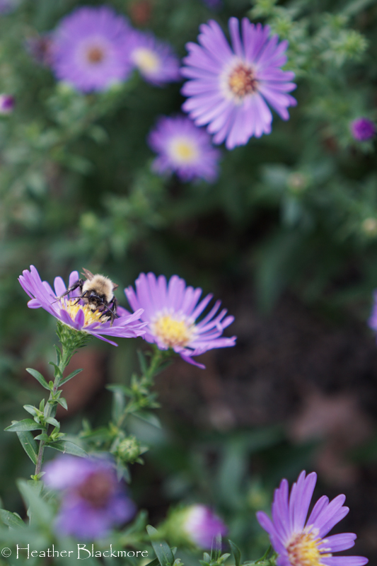 bumblebee on asters