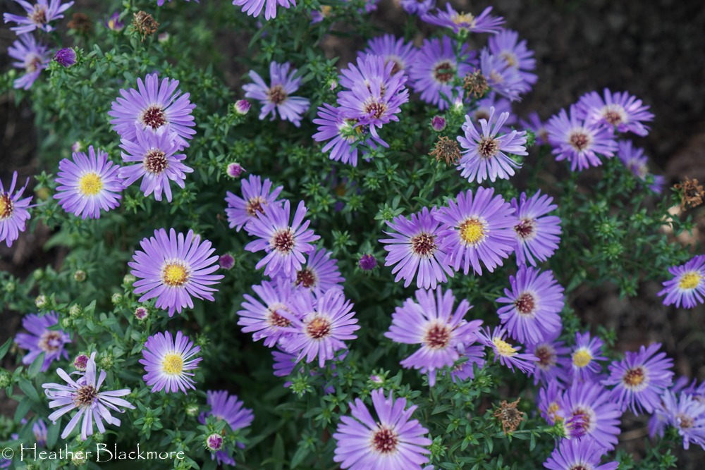 Wood's Blue asters