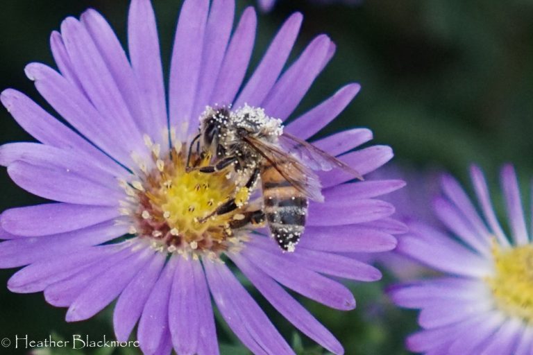 Honey bee in aster flower