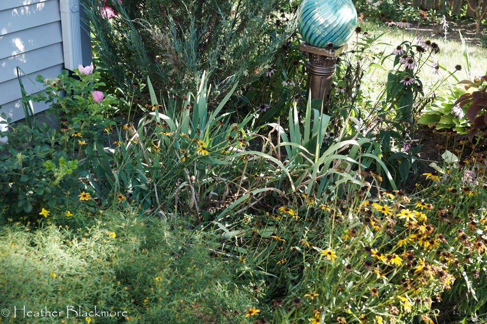 Iris bed in garden