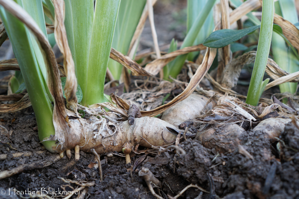 Iris rhizomes
