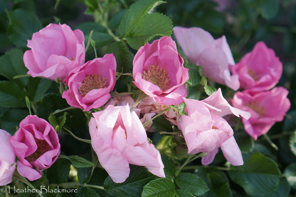 Rugosa Rose