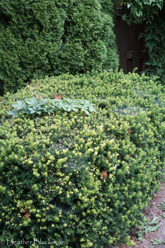 Virginia Creeper growing through yews