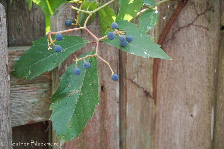 Blue berries on Virginia Creeper
