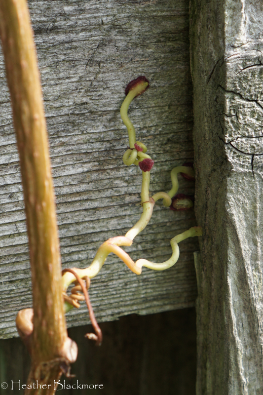 Virginia Creeper attaching to fence