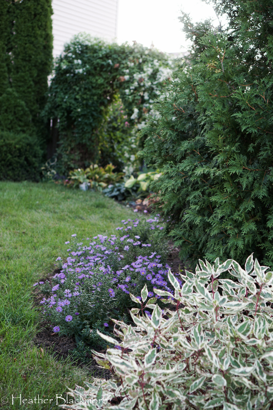 Asters, redtwig dogwood, and arborvitae