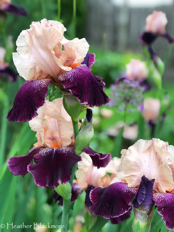 Wench iris closeup