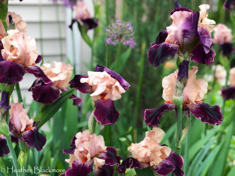Bearded Iris 'Wench'