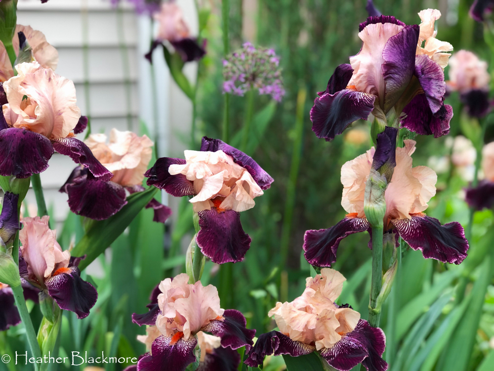 Bearded Iris 'Wench'