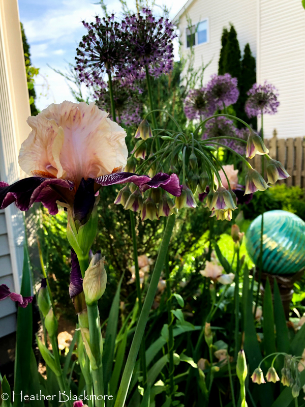 Iris and alliums