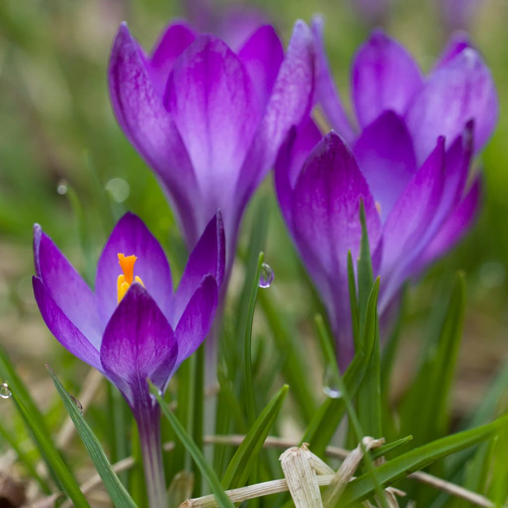 Purple Tommie crocuses
