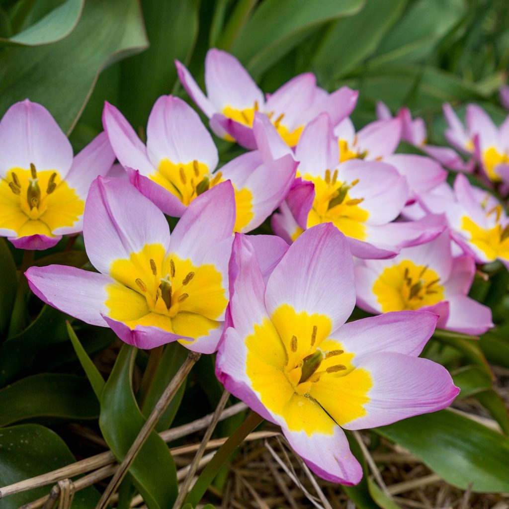 Lilac Wonder species tulip