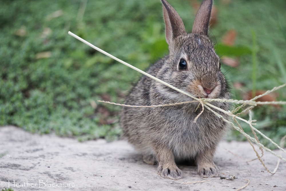baby rabbit