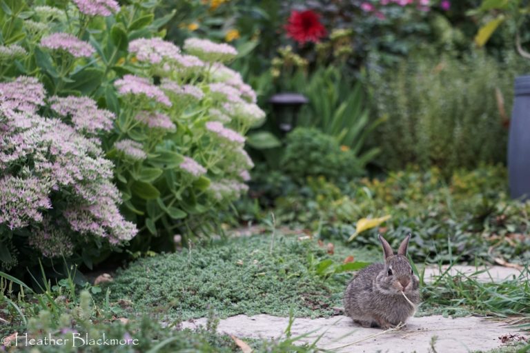 baby rabbit eating plant