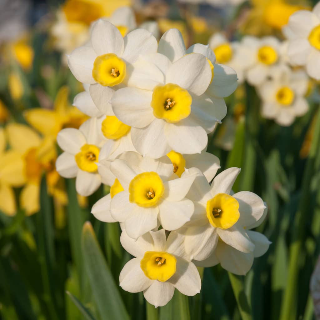 species tulip combo