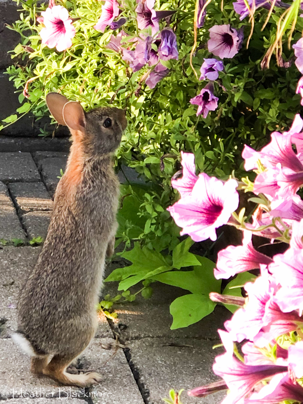 rabbit eating petunias