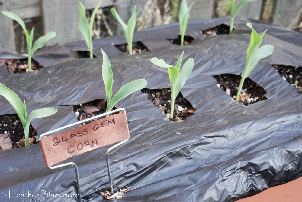 corn seedlings in Earthbox