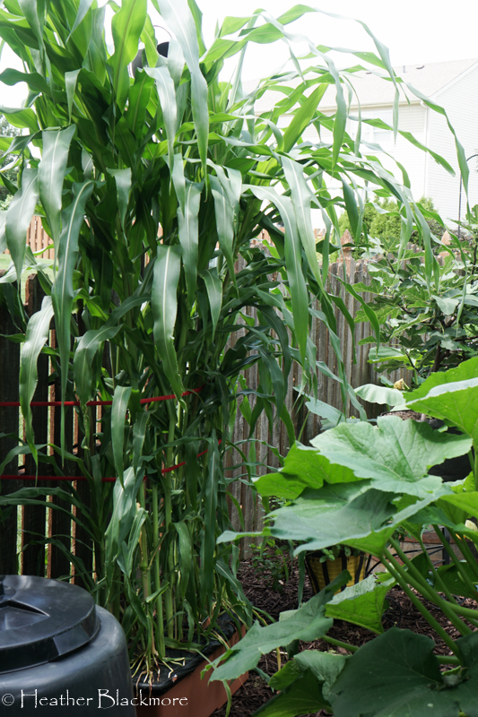 Corn with support ties