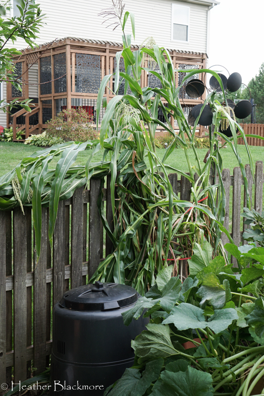 wind damaged corn