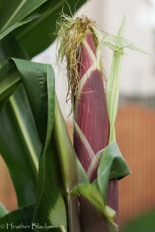Ear of corn in husk