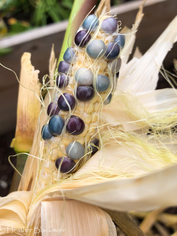 partially developed corn