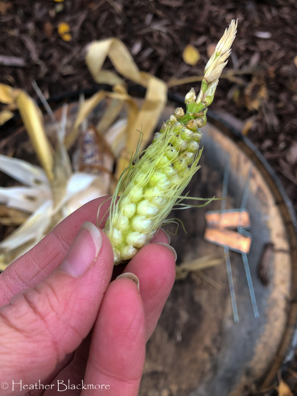 undeveloped corn