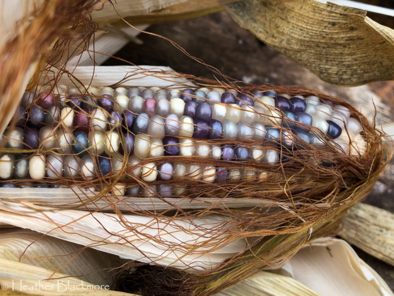 Glass Gem Corn