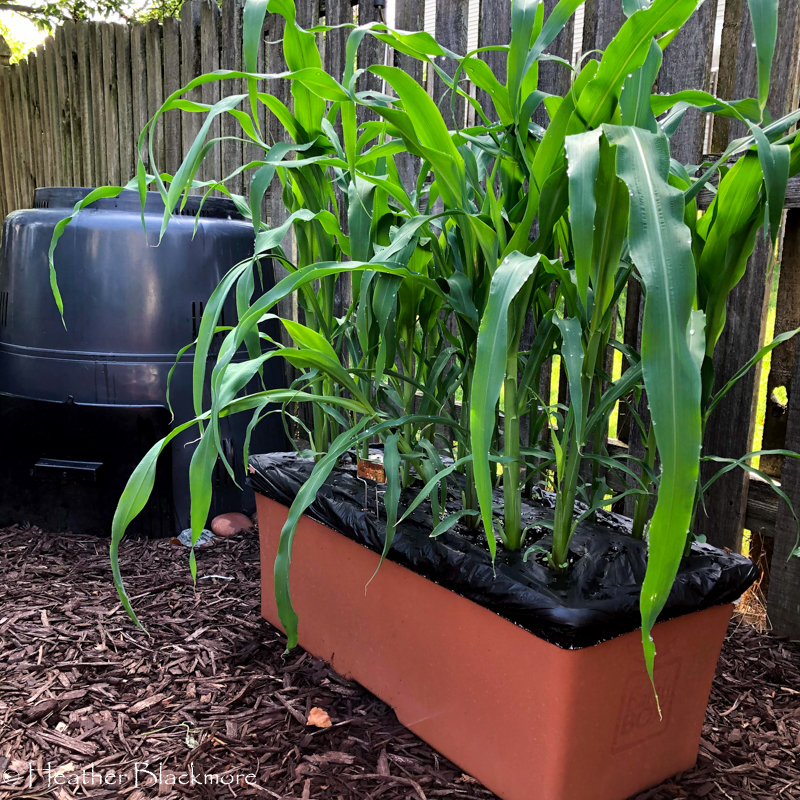 Corn growing in Earthbox