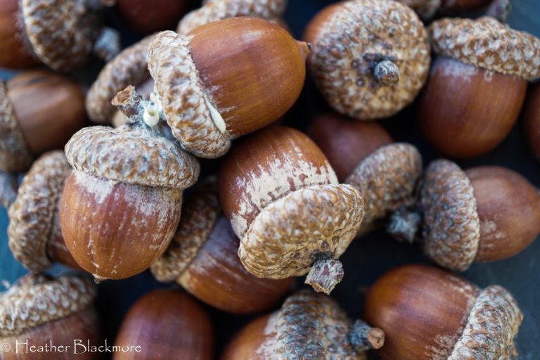 acorns