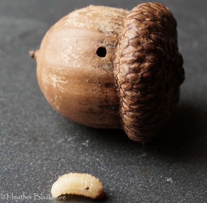 acorn weevil