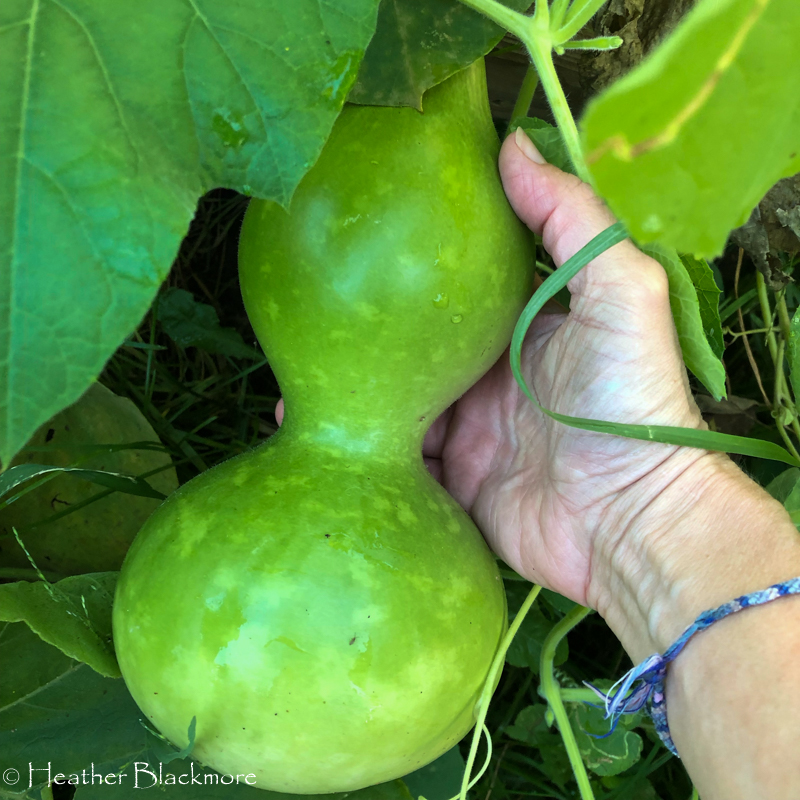 Birdhouse Gourd