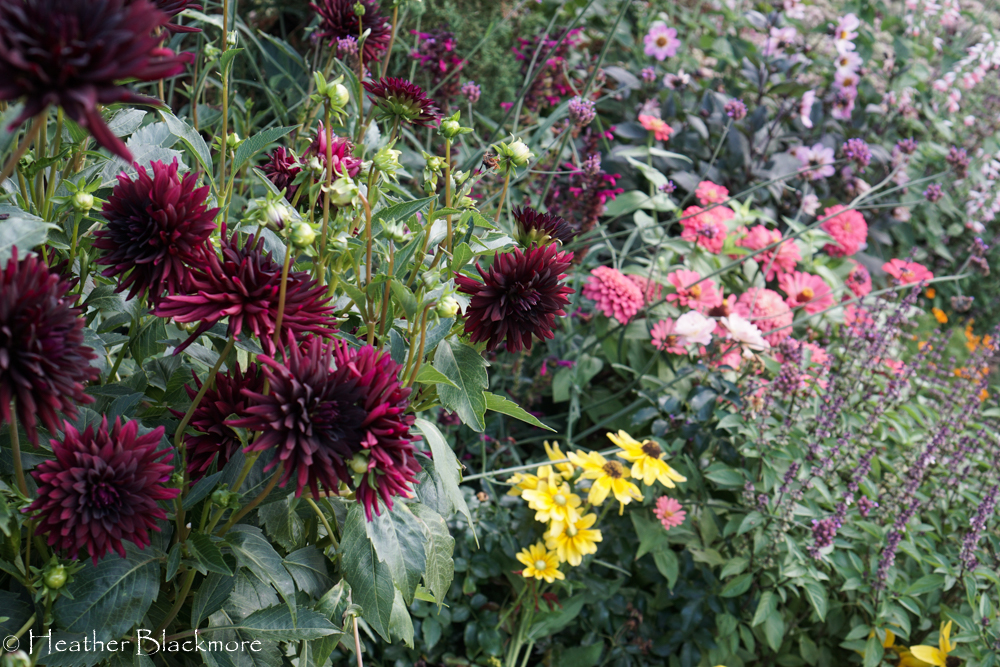 mixed border