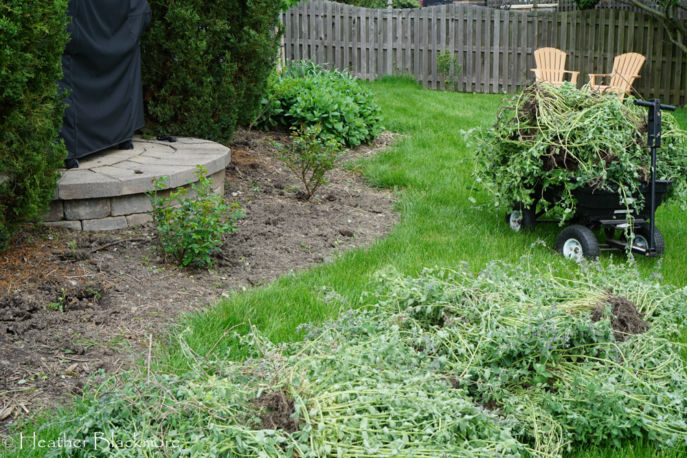 Cleared border