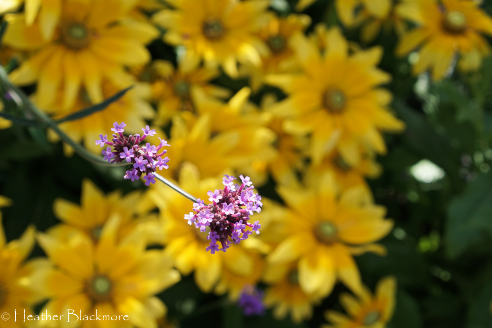 Verbena bonariensis