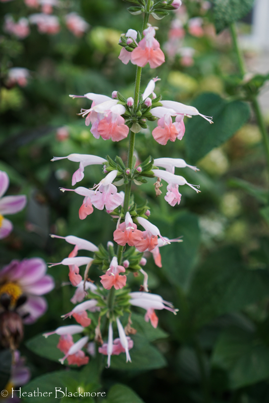 Coral Nymph salvia