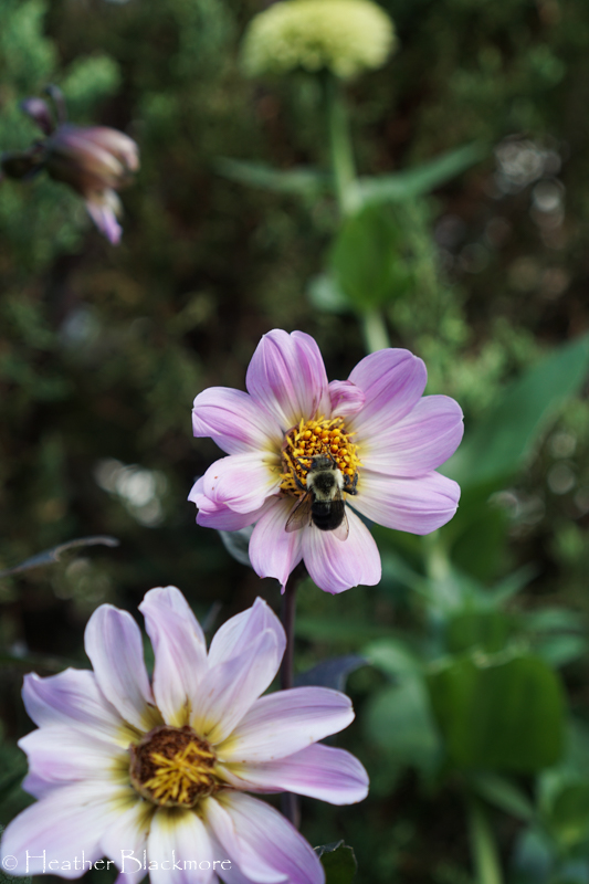 Bishop of Dover dahlia with bumblebee
