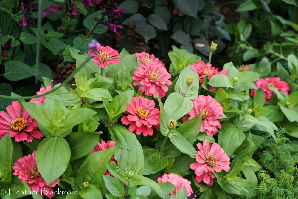 Magellan Coral zinnia