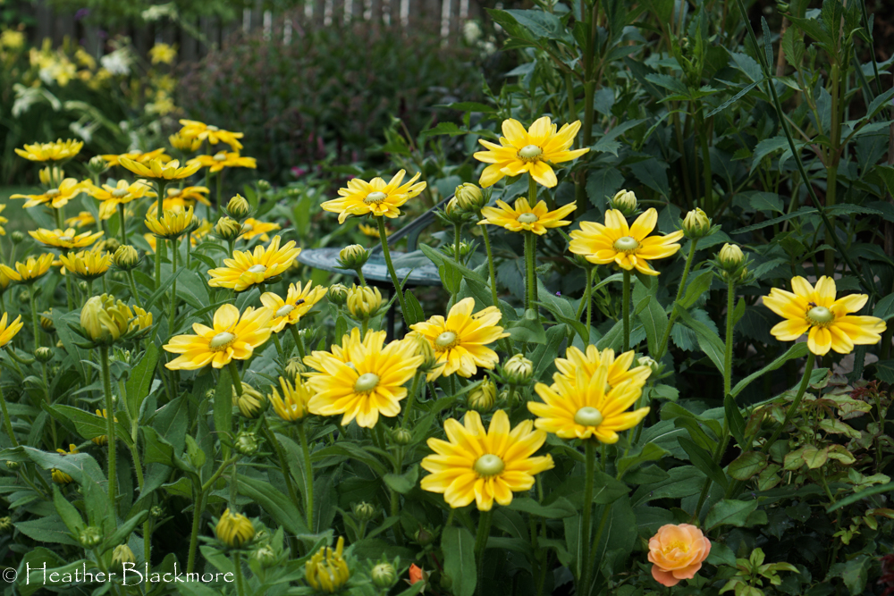 Prairie Sun rudbeckia