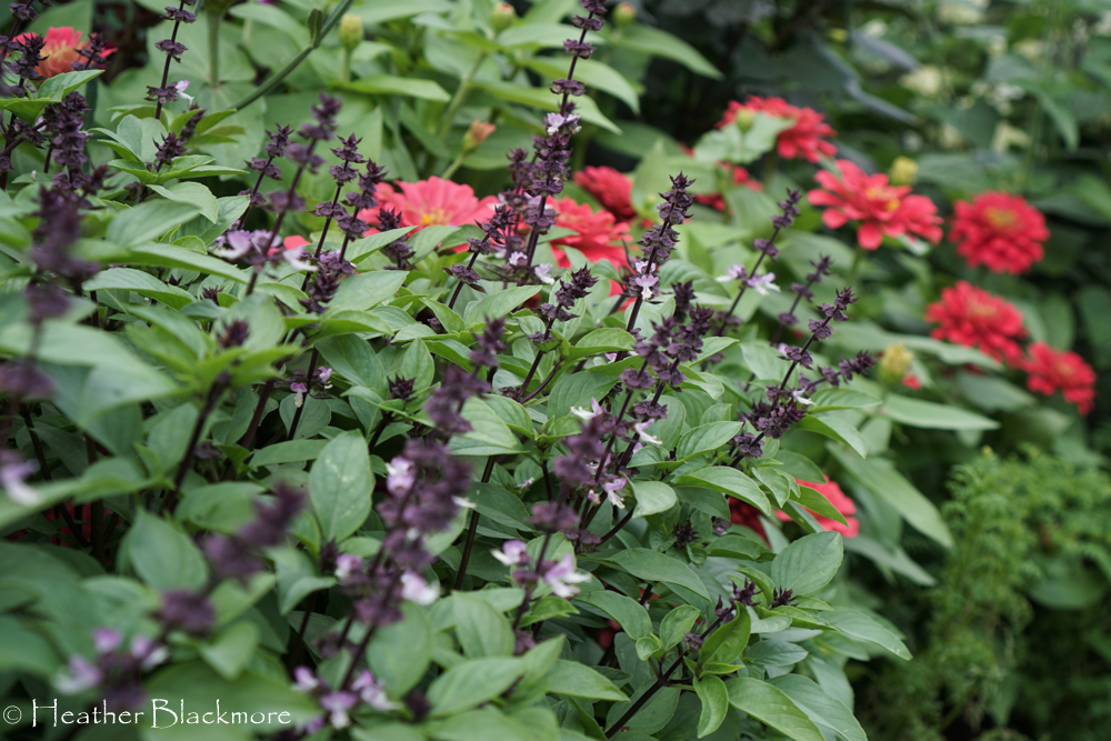 Thai basil