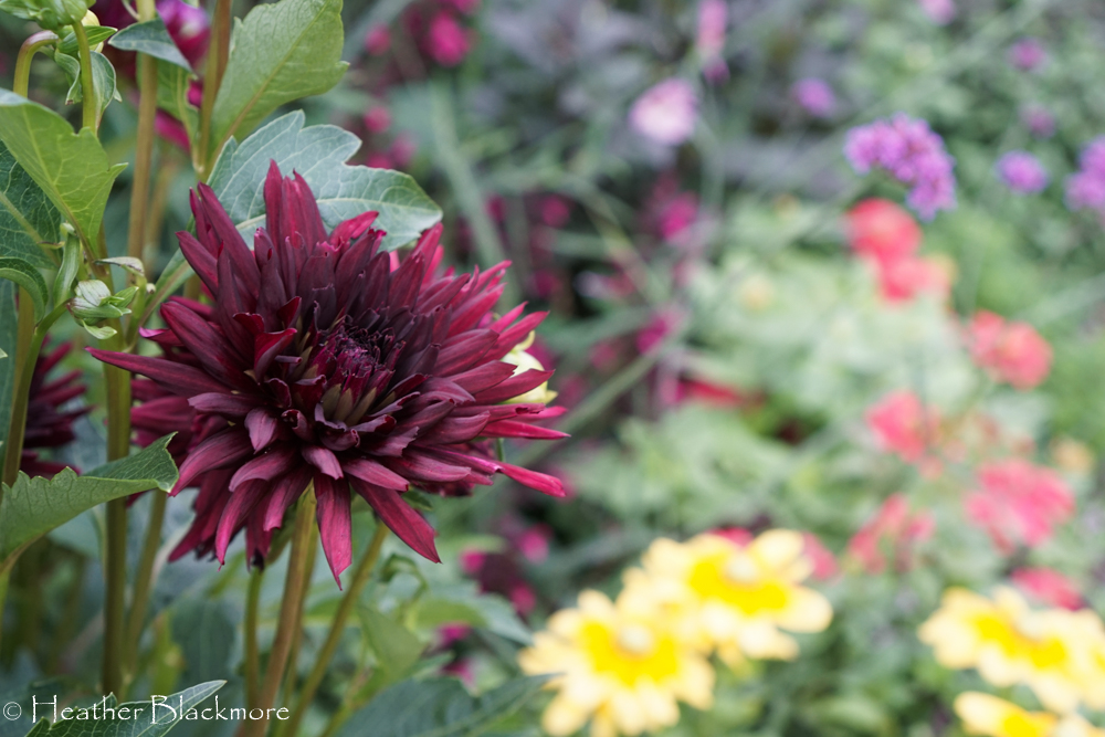 Nuit d'Ete dahlia
