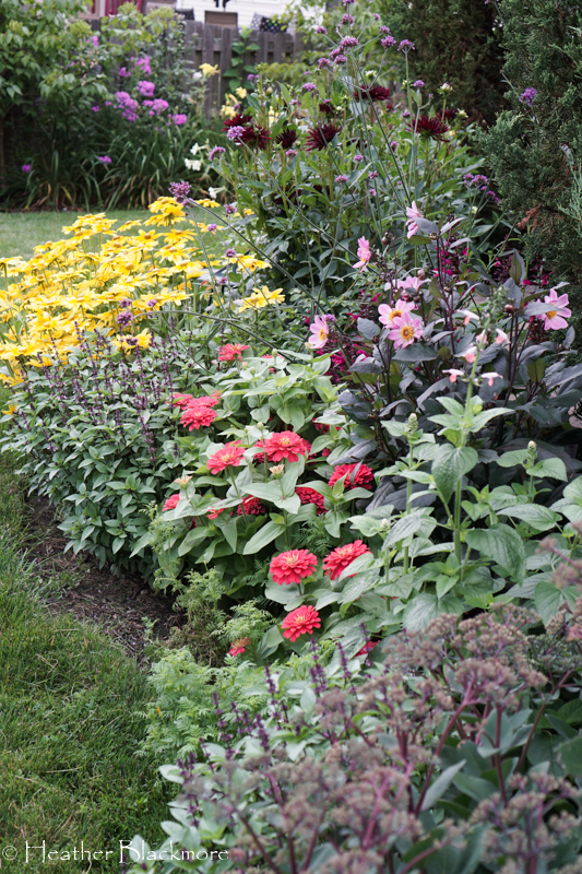 Seed border in bloom