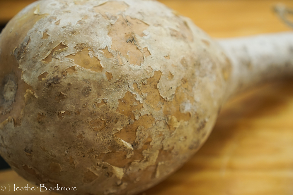 dried gourd