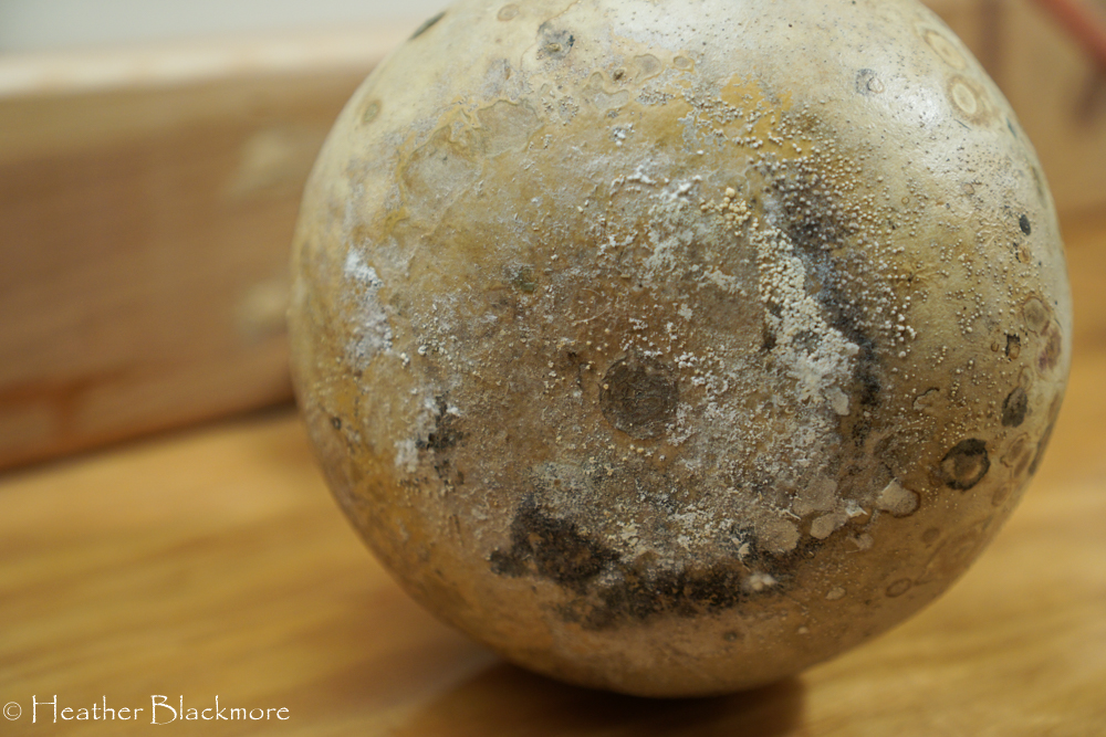 Mold on gourd