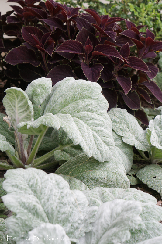 Artemis silver sage
