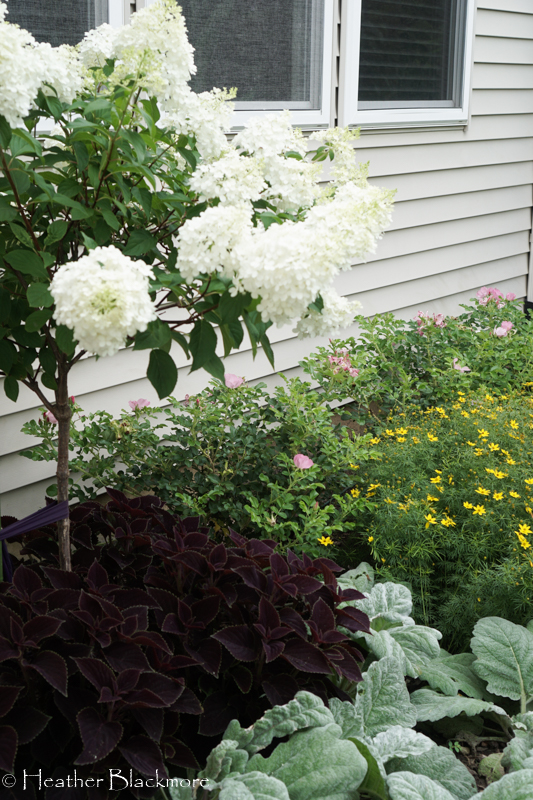hydrangea, coleus, salvia combo