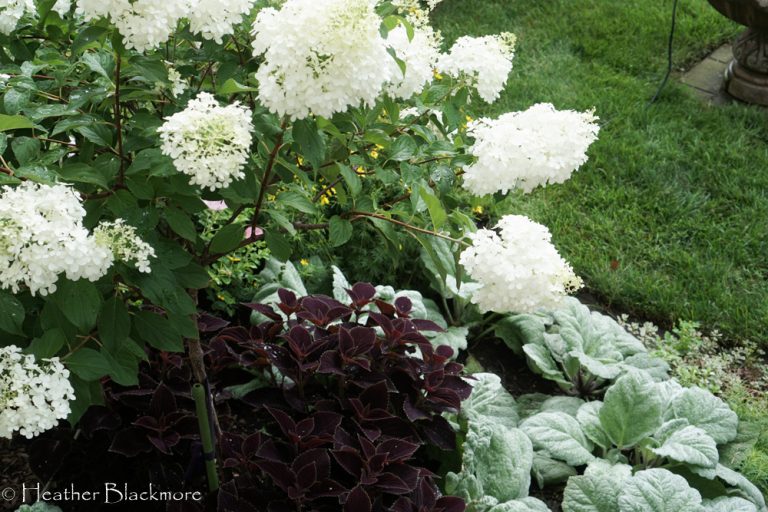 hydrangea, coleus, silver sage