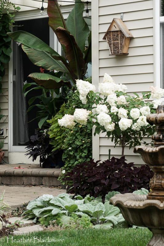 hydrangea tree near patio
